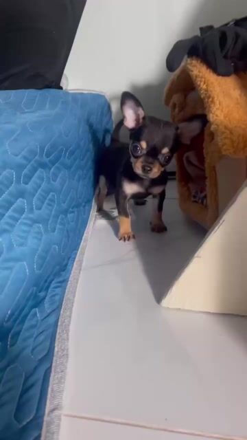 Chó Chihuahua cái 3 tháng Blacktan. Mua bán Chó tại Quận 10 Tp Hồ Chí Minh được đăng bởi Thành Nguyễn hình 1