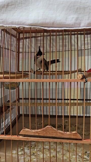 Tìm nhà mới. Mua bán Chim tại Thành phố Biên Hòa Đồng Nai được đăng bởi GỐM hình 1