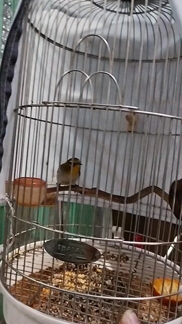 Chim Khoen Vàng trắng xanh Dạn. Mua bán Chim tại Quận Bình Tân Tp Hồ Chí Minh được đăng bởi Phụng Phạm hình 1