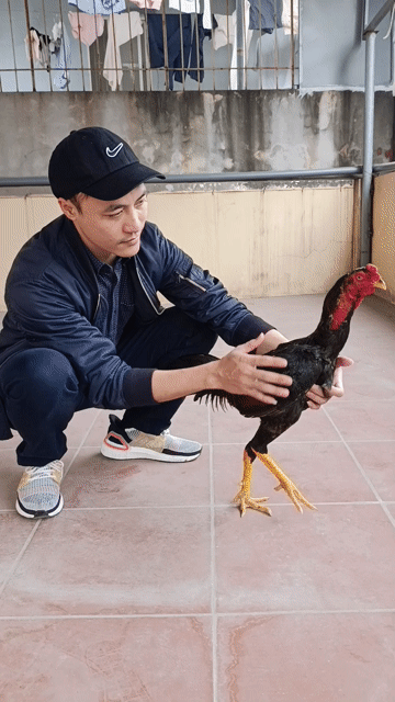 Gà chọi tía chân Vàng. Mua bán Gà tại Quận Nam Từ Liêm Hà Nội được đăng bởi DUY TÙNG hình 1
