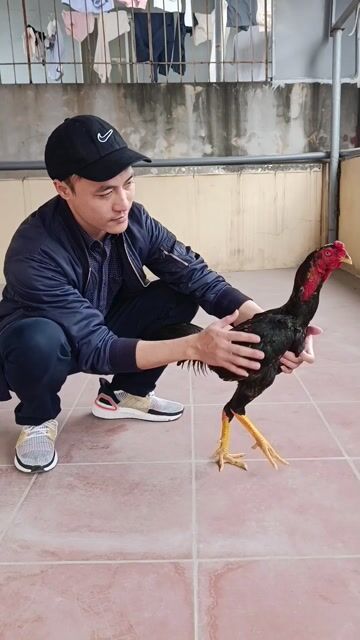 Gà chọi tía chân Vàng. Mua bán Gà tại Quận Nam Từ Liêm Hà Nội được đăng bởi DUY TÙNG hình 1