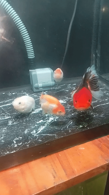 Cá Oranda lụa Tini Đỏ Cam. Mua bán Thú cưng khác tại Thành phố Tây Ninh Tây Ninh được đăng bởi Hiếu David hình 1