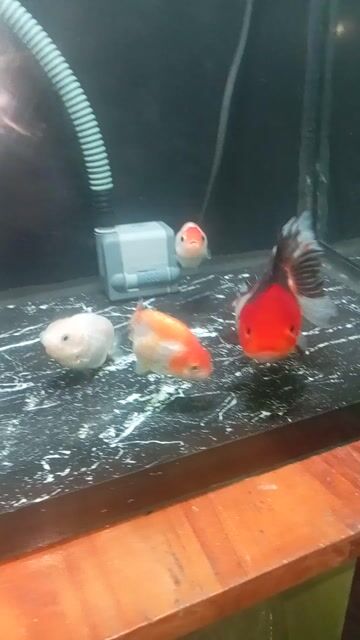 Cá Oranda lụa Tini Đỏ Cam. Mua bán Thú cưng khác tại Thành phố Tây Ninh Tây Ninh được đăng bởi Hiếu David hình 1