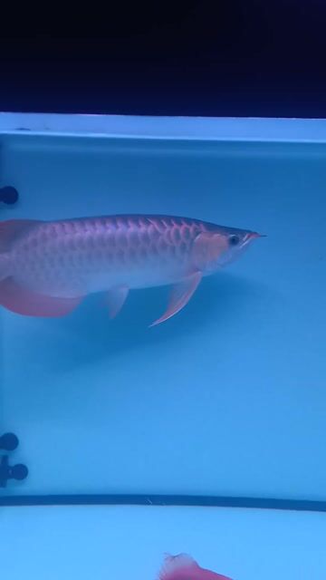 Cá Rồng Huyết Long 50cm Đỏ. Mua bán Thú cưng khác tại Quận Bình Tân Tp Hồ Chí Minh được đăng bởi giau hình 1