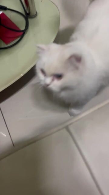 Mèo Anh  bé Cái 7 tháng. Mua bán Mèo tại Quận Bình Tân Tp Hồ Chí Minh được đăng bởi Như hình 1