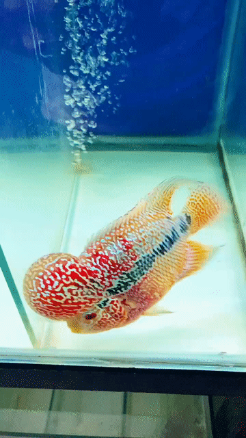 Thanh lý Kamfa Gb đang lột size 3ngón . Mua bán Thú cưng khác tại Quận 8 Tp Hồ Chí Minh được đăng bởi tuấn trần hình 1