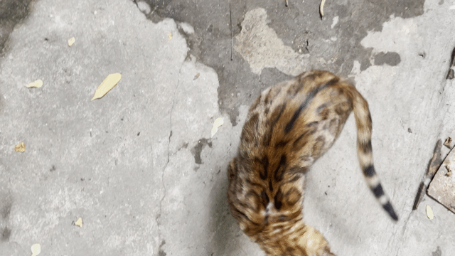 Mèo Bengal cái Nấm nhẹ. vân mầu nổi rất đẹp. Mua bán Mèo tại Huyện Thường Tín Hà Nội được đăng bởi shop đất thường tín hình 1