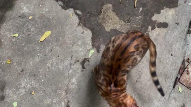 Mèo Bengal cái Nấm nhẹ. vân mầu nổi rất đẹp. Mua bán Mèo tại Huyện Thường Tín Hà Nội được đăng bởi shop đất thường tín hình 1