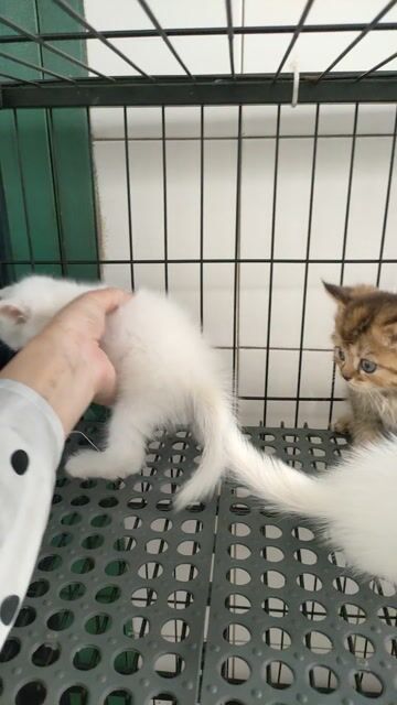 Còn 3em aln cá mềm đây ạ