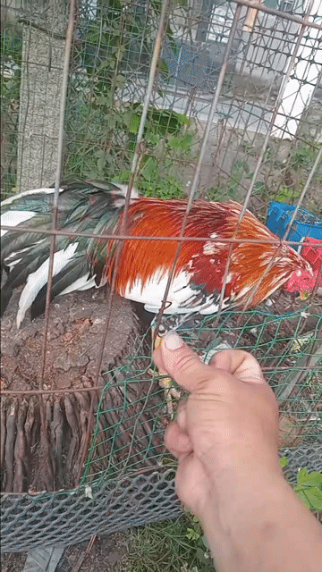 Gà Đực Đỏ, trắng, đen. Mua bán Gà tại Thành phố Sa Đéc Đồng Tháp được đăng bởi Thanh gà tre hình 1