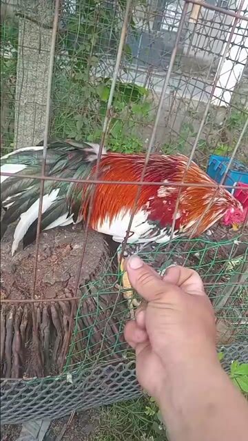 Gà Đực Đỏ, trắng, đen. Mua bán Gà tại Thành phố Sa Đéc Đồng Tháp được đăng bởi Thanh gà tre hình 1