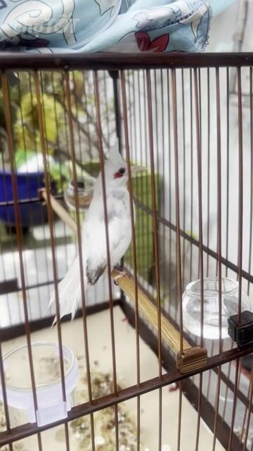 mái lem mí lửa hơn 1 mùa cho ae ghép nhanh vụ tới. Mua bán Chim tại Quận Bình Thạnh Tp Hồ Chí Minh được đăng bởi duy nguyen hình 1
