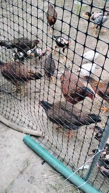 Gà thả vườn Cả hai. Mua bán Gà tại Thành phố Biên Hòa Đồng Nai được đăng bởi Duy  hình 1