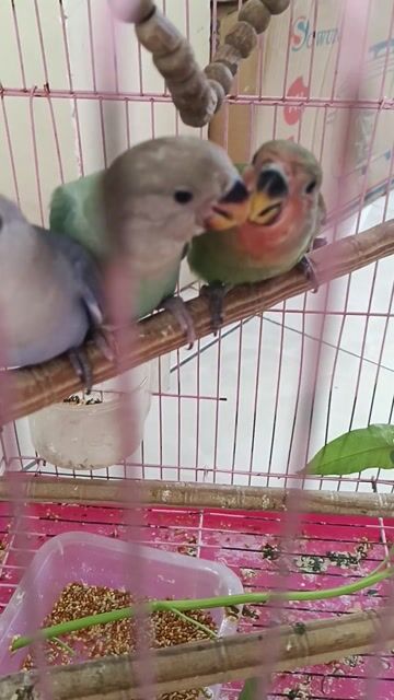 Vẹt Lovebird non đa màu. Mua bán Chim tại Quận Bình Tân Tp Hồ Chí Minh được đăng bởi nguyen van tam hình 1