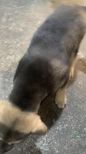 CHÓ BẢN MÔNG 3 THÁNG. Mua bán Chó tại Quận Hoàng Mai Hà Nội được đăng bởi HÀ UYỂN NHI  hình 1