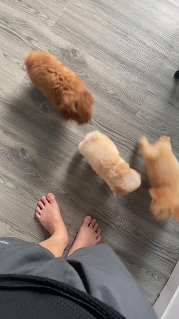 poodle thuần chủng. Mua bán Chó tại Quận 12 Tp Hồ Chí Minh được đăng bởi Nguyễn Nguyễn hình 1