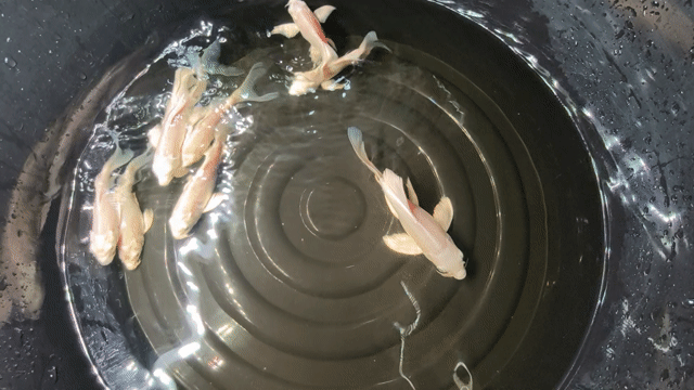 Cá Koi Trắng 15-20cm Khỏe mạnh. Mua bán Thú cưng khác tại Quận Phú Nhuận Tp Hồ Chí Minh được đăng bởi Cá Cảnh Saigon Fish hình 1