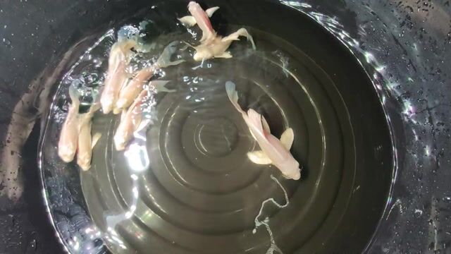Cá Koi Trắng 15-20cm Khỏe mạnh. Mua bán Thú cưng khác tại Quận Phú Nhuận Tp Hồ Chí Minh được đăng bởi Cá Cảnh Saigon Fish hình 1
