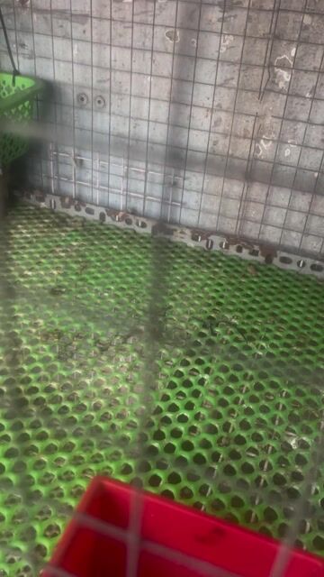 Gà tre mái 4 lạng Cái sức khỏe tốt. Mua bán Gà tại Quận 7 Tp Hồ Chí Minh được đăng bởi lam the vinh hình 1