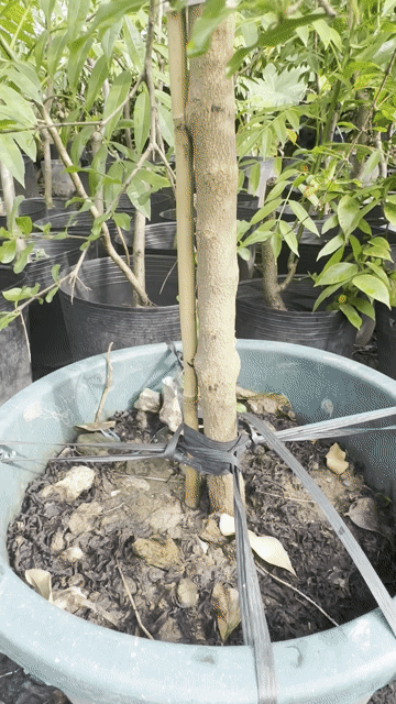 Lựu Tứ Xuyên cây lớn một cốt khoẻ đẹp sẵn trái. Mua bán Cây cảnh, đồ trang trí tại Quận Gò Vấp Tp Hồ Chí Minh được đăng bởi Vườn Kiểng Nhà Nị Ny hình 1