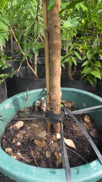 Lựu Tứ Xuyên cây lớn một cốt khoẻ đẹp sẵn trái. Mua bán Cây cảnh, đồ trang trí tại Quận Gò Vấp Tp Hồ Chí Minh được đăng bởi Vườn Kiểng Nhà Nị Ny hình 1