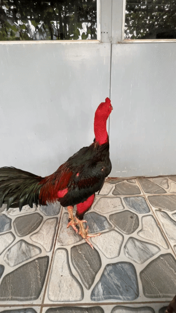 GÀ KẾT. Mua bán Gà tại Huyện Sóc Sơn Hà Nội được đăng bởi TranNam hình 1
