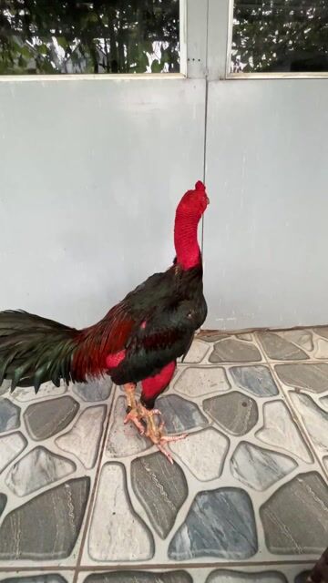 GÀ KẾT. Mua bán Gà tại Huyện Sóc Sơn Hà Nội được đăng bởi TranNam hình 1