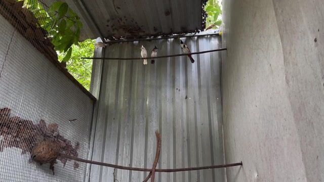 Chim cảnh nhiều màu. Mua bán Chim tại Huyện Phúc Thọ Hà Nội được đăng bởi Nội Thất Vĩnh Đạt   hình 1