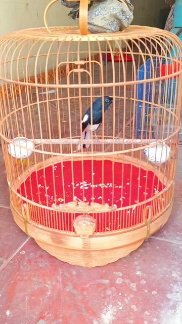 Chim Chích chòe than già rừng. Mua bán Chim tại Quận Gò Vấp Tp Hồ Chí Minh được đăng bởi GAS BẾP GIÁ SỈ TOÀN QUỐC  hình 1