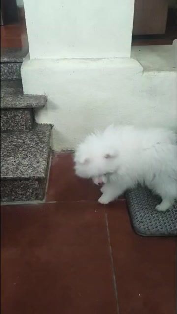 Chó Phốc Sóc 4 tháng đã tiêm 3 mũi. Mua bán Chó tại Huyện Hoài Đức Hà Nội được đăng bởi Nguyễn Đắc Tùng hình 1