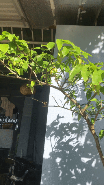 Cây hoa giẻ vàng dáng bàn trà. Mua bán Cây cảnh, đồ trang trí tại Huyện Nông Cống Thanh Hóa được đăng bởi Lich dovan hình 1