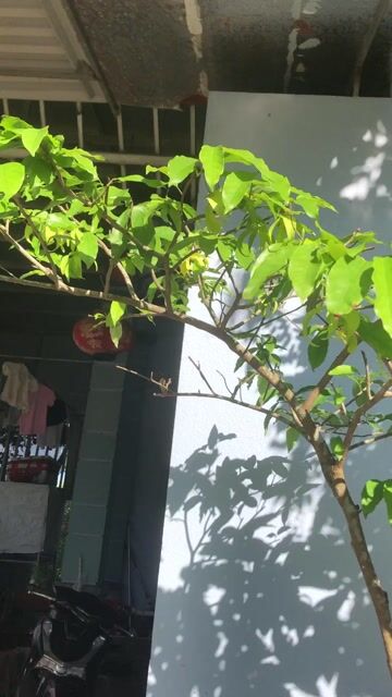 Cây hoa giẻ vàng dáng bàn trà. Mua bán Cây cảnh, đồ trang trí tại Huyện Nông Cống Thanh Hóa được đăng bởi Lich dovan hình 1
