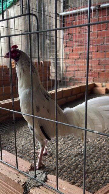 Gà Trống Trắng 3.5kg. Mua bán Gà tại Huyện Định Quán Đồng Nai được đăng bởi thanh hình 1