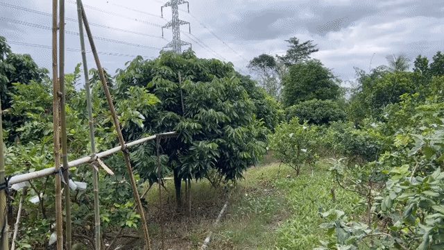 Mua bán Đất Huyện Cái Bè Tiền Giang diện tích 10000 m² giá 25 tỷ