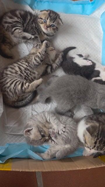 Mèo ALN thuần chủng Đa sắc. Mua bán Mèo tại Quận Hoàng Mai Hà Nội được đăng bởi Thu Hoan Dang hình 1