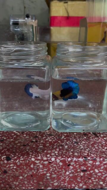 Cá Betta Cá tơ 4-5cm Nhiều màu. Mua bán Thú cưng khác tại Quận 3 Tp Hồ Chí Minh được đăng bởi kha hình 1