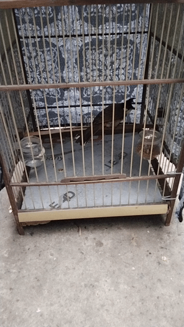 Chim Chào mào Đen trắng nâu. Mua bán Chim tại Quận Tây Hồ Hà Nội được đăng bởi Giang Hoang hình 1