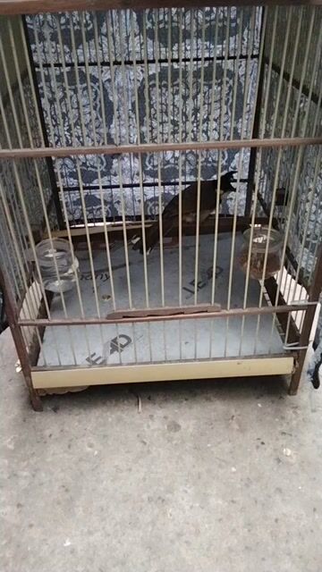 Chim Chào mào Đen trắng nâu. Mua bán Chim tại Quận Tây Hồ Hà Nội được đăng bởi Giang Hoang hình 1