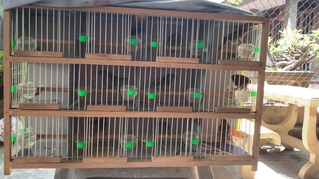 Chim sâu đầu đỏ 8 bé. Mua bán Chim tại Quận Bình Tân Tp Hồ Chí Minh được đăng bởi Tấn Lực hình 1