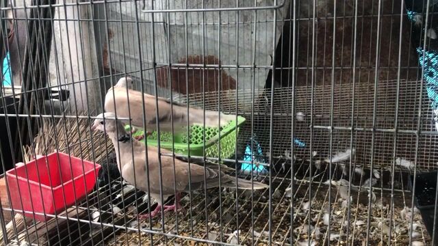 Cu pháp tơ Nâu 80k/cặp. Mua bán Chim tại Quận Tân Bình Tp Hồ Chí Minh được đăng bởi Vivo pet hình 1