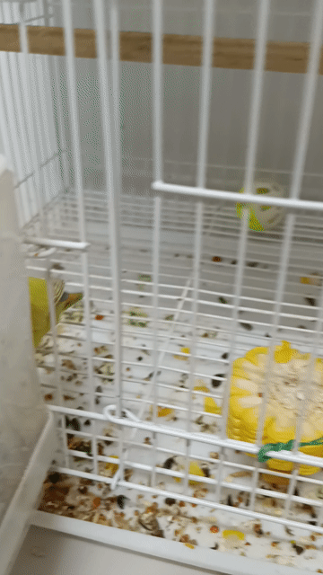 Vẹt Lovebird cái 3 tháng. Mua bán Chim tại Thành phố Thuận An Bình Dương được đăng bởi Nguyễn Thị Ái Trinh hình 1