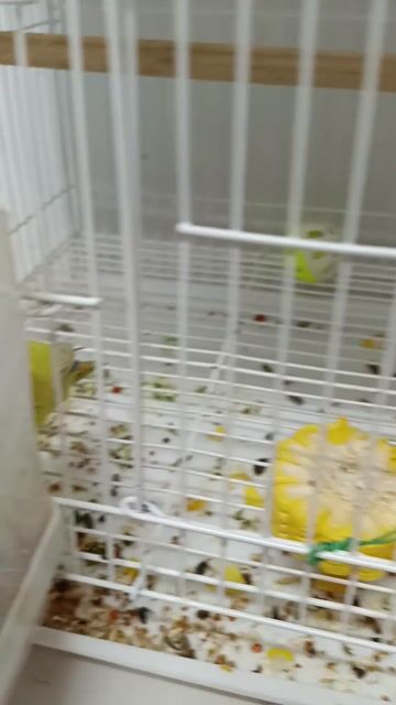 Vẹt Lovebird cái 3 tháng. Mua bán Chim tại Thành phố Thuận An Bình Dương được đăng bởi Nguyễn Thị Ái Trinh hình 1