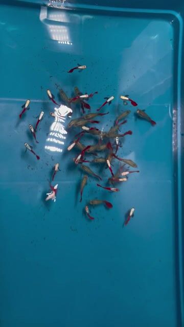 Cá 7 màu Dumbo Red. Mua bán Thú cưng khác tại Huyện Bình Chánh Tp Hồ Chí Minh được đăng bởi ZAN AQUA hình 1