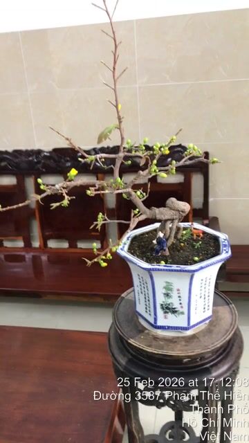 mai bonsai. Mua bán Cây cảnh, đồ trang trí tại Quận 8 Tp Hồ Chí Minh được đăng bởi le xuan minh hình 1