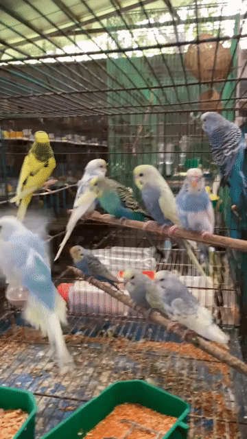 yến phụng Hà Lan lai Eu. Mua bán Chim tại Quận Tân Phú Tp Hồ Chí Minh được đăng bởi Tuyết Tuyết hình 1