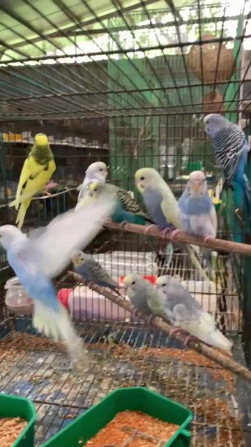 yến phụng Hà Lan lai Eu. Mua bán Chim tại Quận Tân Phú Tp Hồ Chí Minh được đăng bởi Tuyết Tuyết hình 1