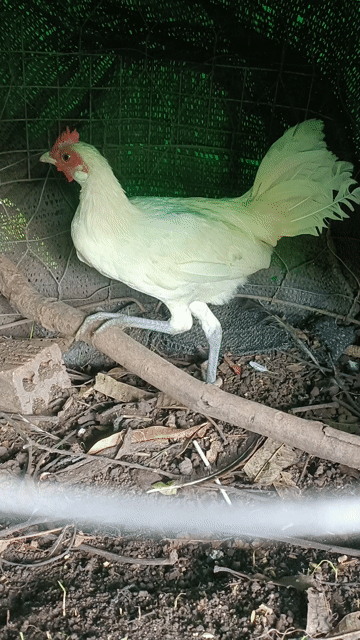 Gà cảnh màu Trắng. Mua bán Gà tại Thành phố Buôn Ma Thuột Đắk Lắk được đăng bởi Ai Rồi Cũng Khác hình 1