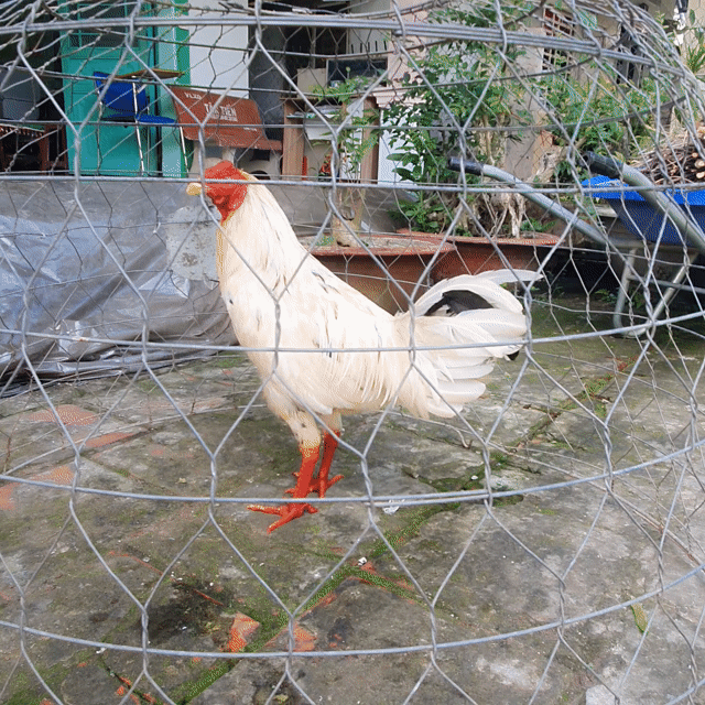 Gà giống nhỏ trống 2 tháng. Mua bán Gà tại Quận Thốt Nốt Cần Thơ được đăng bởi hoccccccccc hình 1