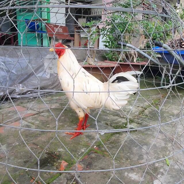 Gà giống nhỏ trống 2 tháng. Mua bán Gà tại Quận Thốt Nốt Cần Thơ được đăng bởi hoccccccccc hình 1