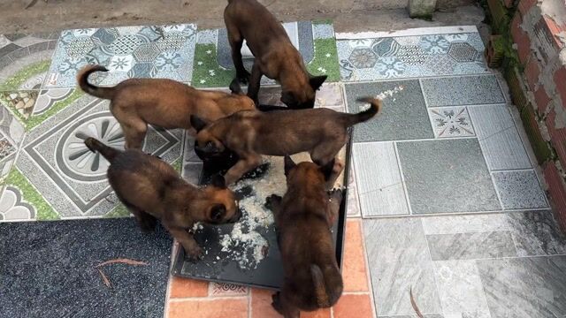 Chó Malinois 2 đực 2 cái 2 tháng đã tiêm ngừa 2mui. Mua bán Chó tại Huyện Bình Chánh Tp Hồ Chí Minh được đăng bởi phạm phố hình 1